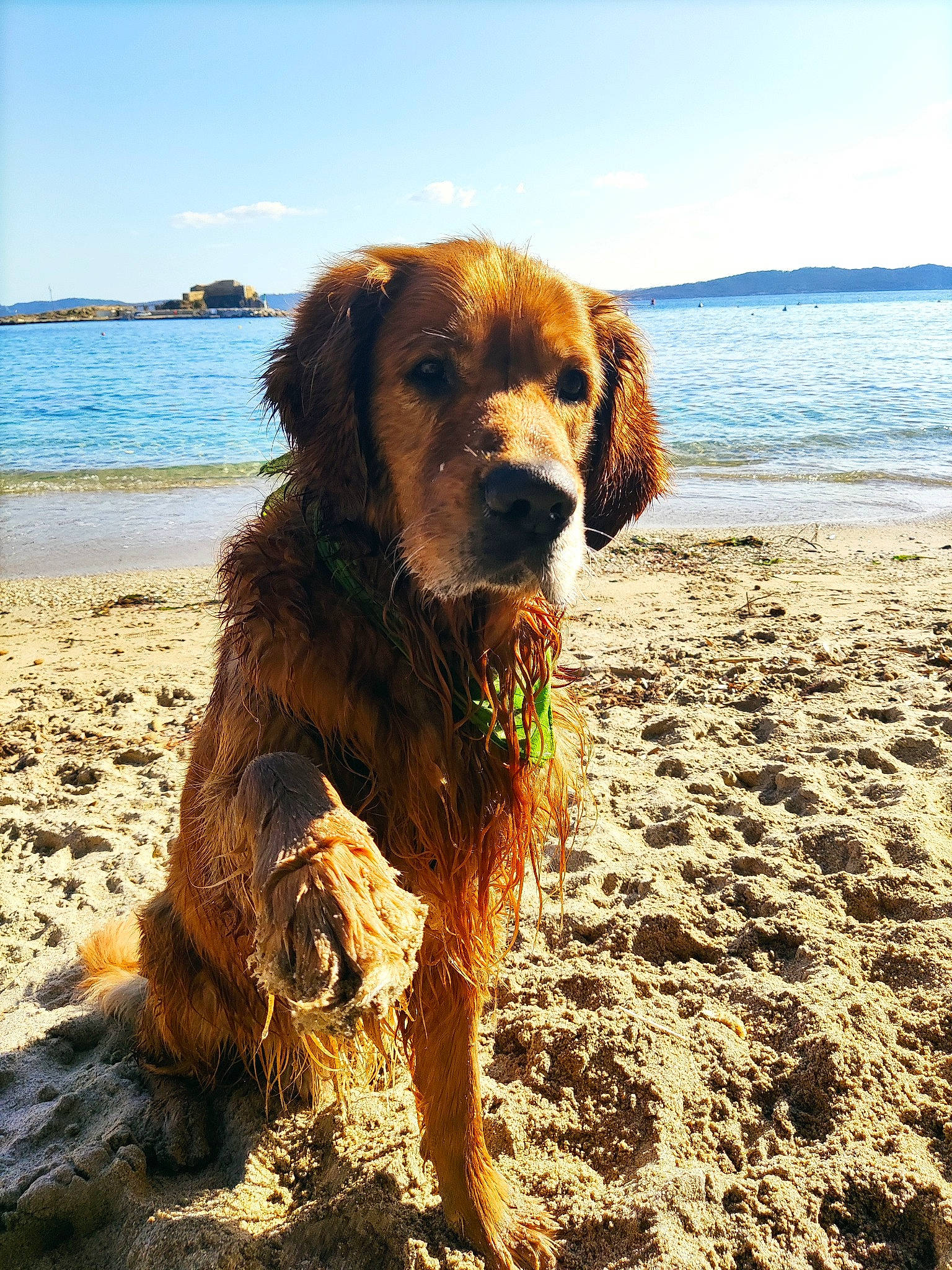Narcos participe au concours pour gagner de l'argent avec cette photo : beach, canidae, carnivore, cloud, companion_dog, dog, dog_breed, fawn, gun_dog, horizon, lake, liver, sky, snout, sporting_group, tennis_ball, water, wave, wind_wave, working_animal