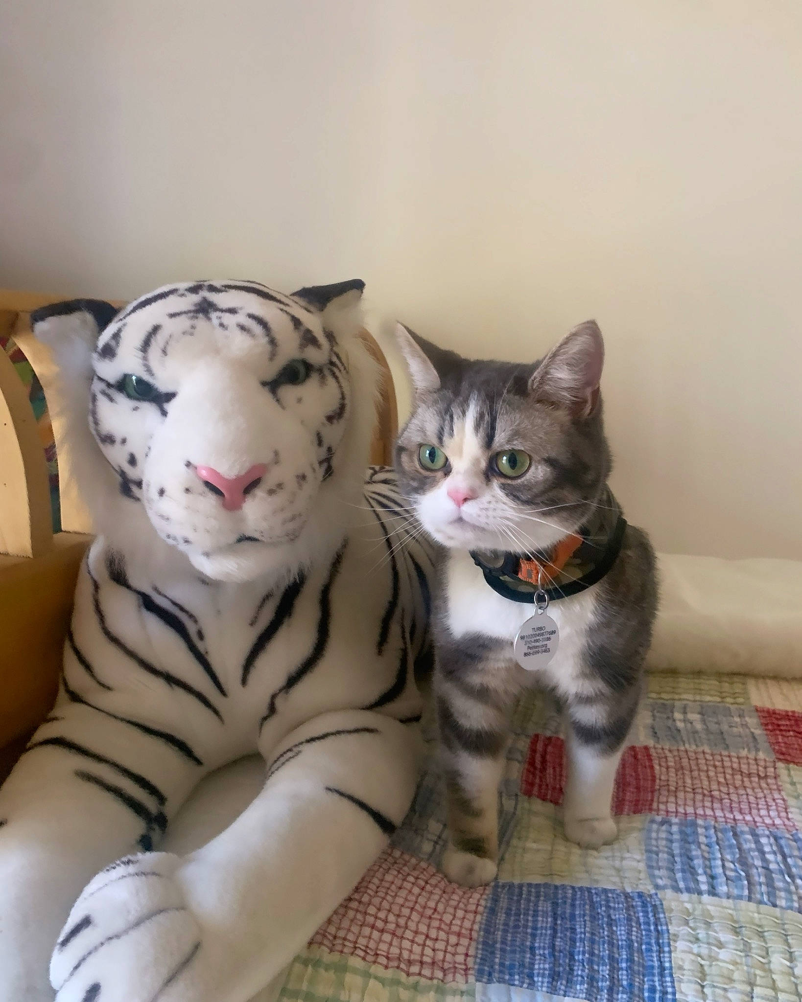 Turbo is registered to the contest to win money with this photo: carnivore, cat, cat_supply, comfort, domestic_short_haired_cat, felidae, fur, grey, paw, small_to_medium_sized_cats, snout, tail, terrestrial_animal, whiskers