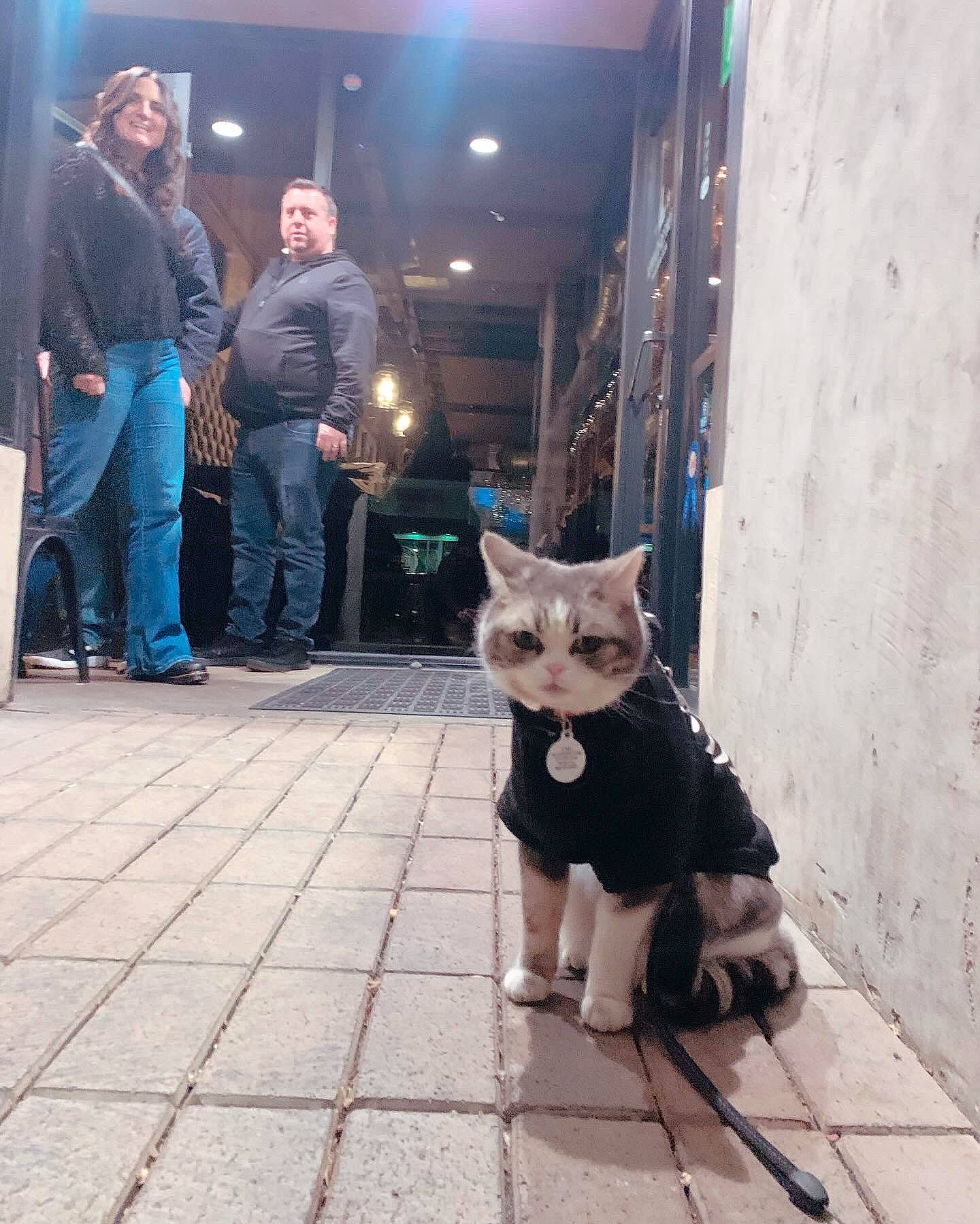 Turbo joined the competition — help win amazing prizes! carnivore, cat, companion_dog, eyewear, fawn, felidae, floor, flooring, glasses, human_leg, leg, road_surface, sidewalk, small_to_medium_sized_cats, snout, standing, sunglasses, tail, whiskers, wood