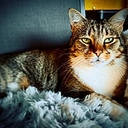 Cacahuète participe au concours pour gagner de l'argent avec cette photo : cat, tabby_cat, feline, pet, animal, fluffy_blanket, indoor, resting, closeup, whiskers, ears, green_eyes, fur, cozy, relaxed, portrait, soft_texture, domestic_cat, comfortable, couch