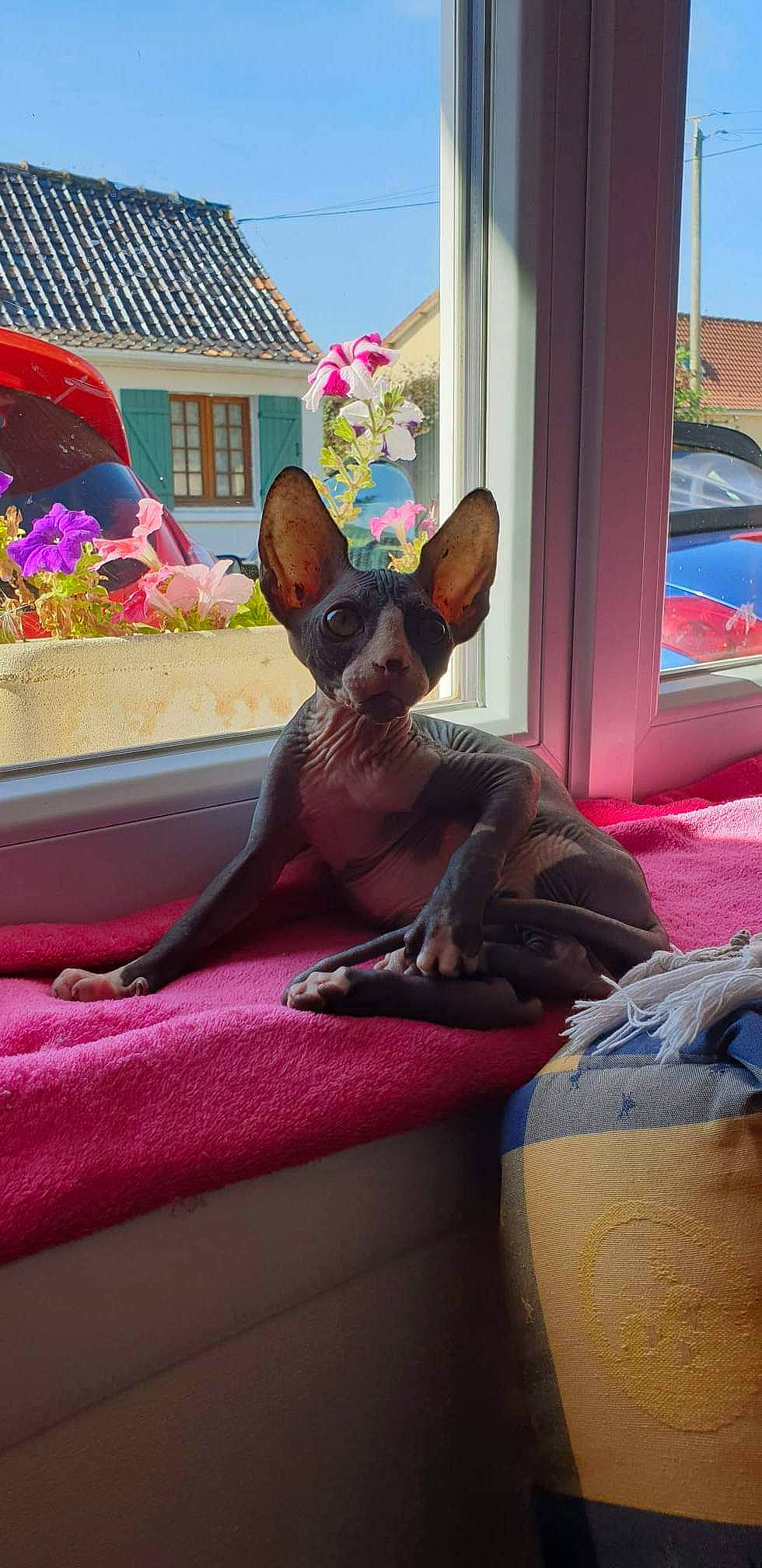 Beerus a rejoint le concours — aidez-le/la à gagner de superbes lots ! bean_bag, bean_bag_chair, carnivore, collar, comfort, companion_dog, dog, dog_breed, fawn, flower, flowerpot, fun, leisure, pink, plant, snout, vertebrate, whiskers, window, working_animal