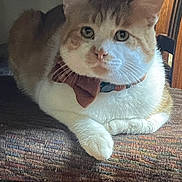 Leo is registered to the contest to win money with this photo: cat, orange_and_white, bow_tie, pet, indoor, cushion, feline, animal, relaxed, looking_at_camera, whiskers, ears, paw, fur, domestic_cat, close_up, resting, household, cozy, portrait