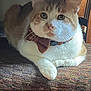 cat, orange_and_white, bow_tie, pet, indoor, cushion, feline, animal, relaxed, looking_at_camera, whiskers, ears, paw, fur, domestic_cat, close_up, resting, household, cozy, portrait