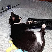 Pickles joined the competition — help win amazing prizes! animal, bed, bedroom, black_and_white, cat, computer_mouse, cozy, feline, fishing_rod, indoor, keyboard, lying_down, paw, pet, plush, quilt, relaxed, resting, technology, toy