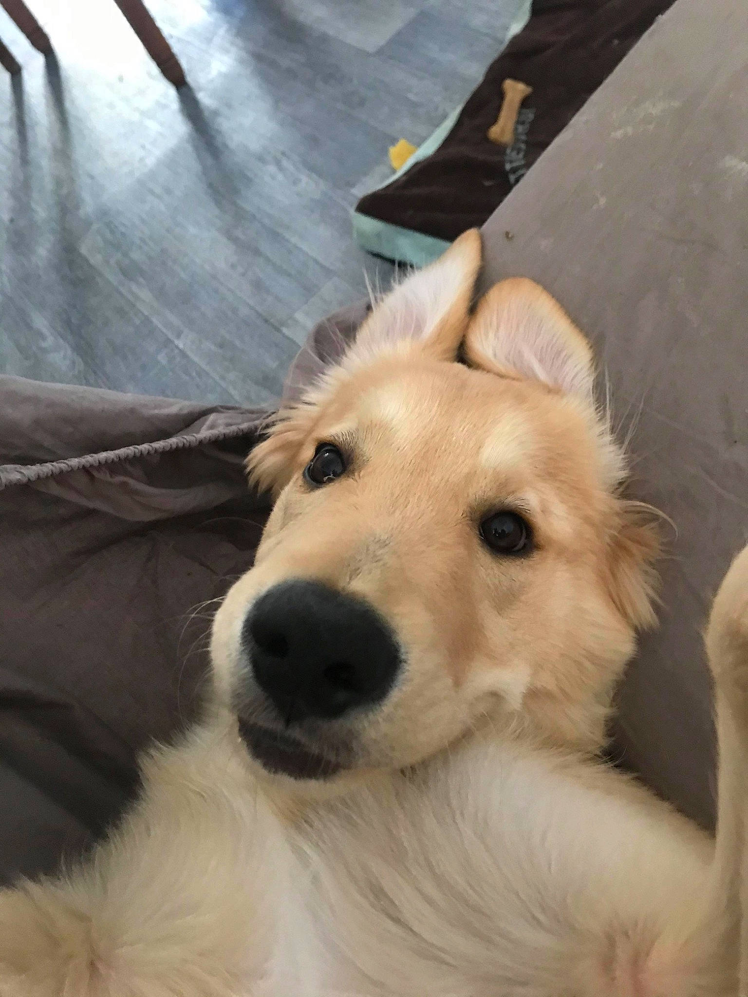 Benji a rejoint le concours — aidez-le/la à gagner de superbes lots ! ancient_dog_breeds, berger_blanc_suisse, borzoi, canidae, carnivore, companion_dog, dog, dog_breed, longhaired_whippet, mammal, rare_breed_dog, silken_windhound, snout, sporting_group, vertebrate, white_shepherd