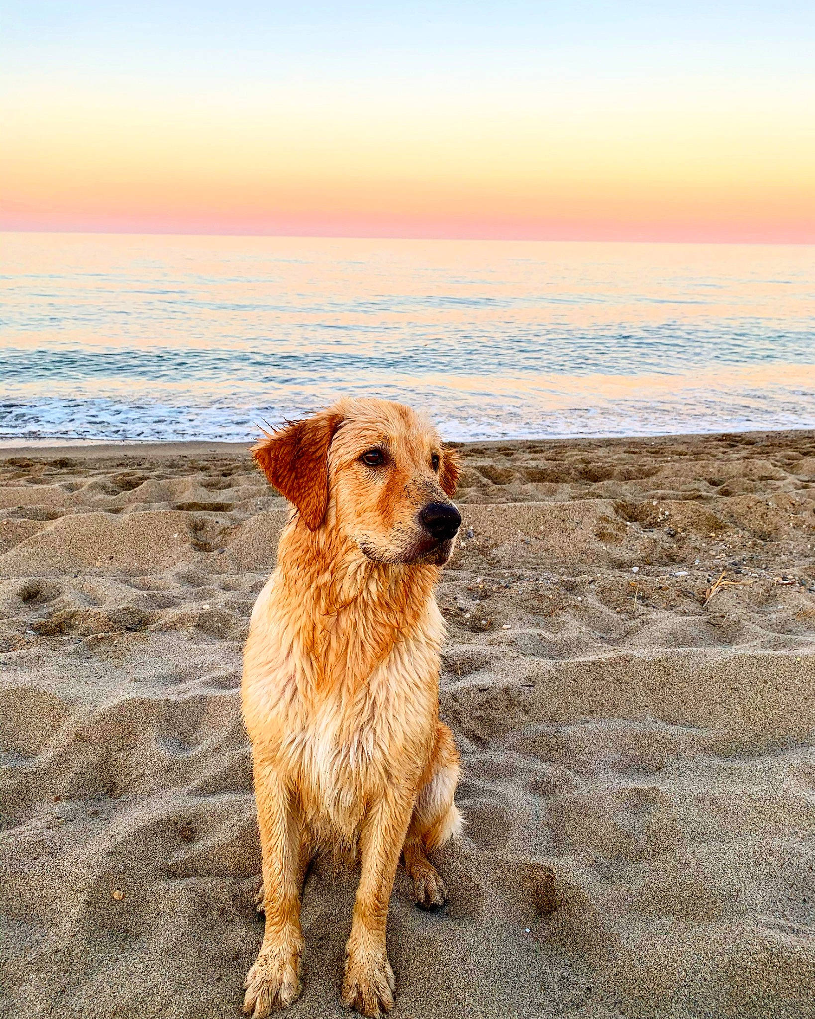 Benji participe au concours pour gagner de l'argent avec cette photo : beach, canidae, carnivore, coast, companion_dog, dog, dog_breed, golden_retriever, ocean, photography, retriever, sand, sea, shore, sporting_group, vacation