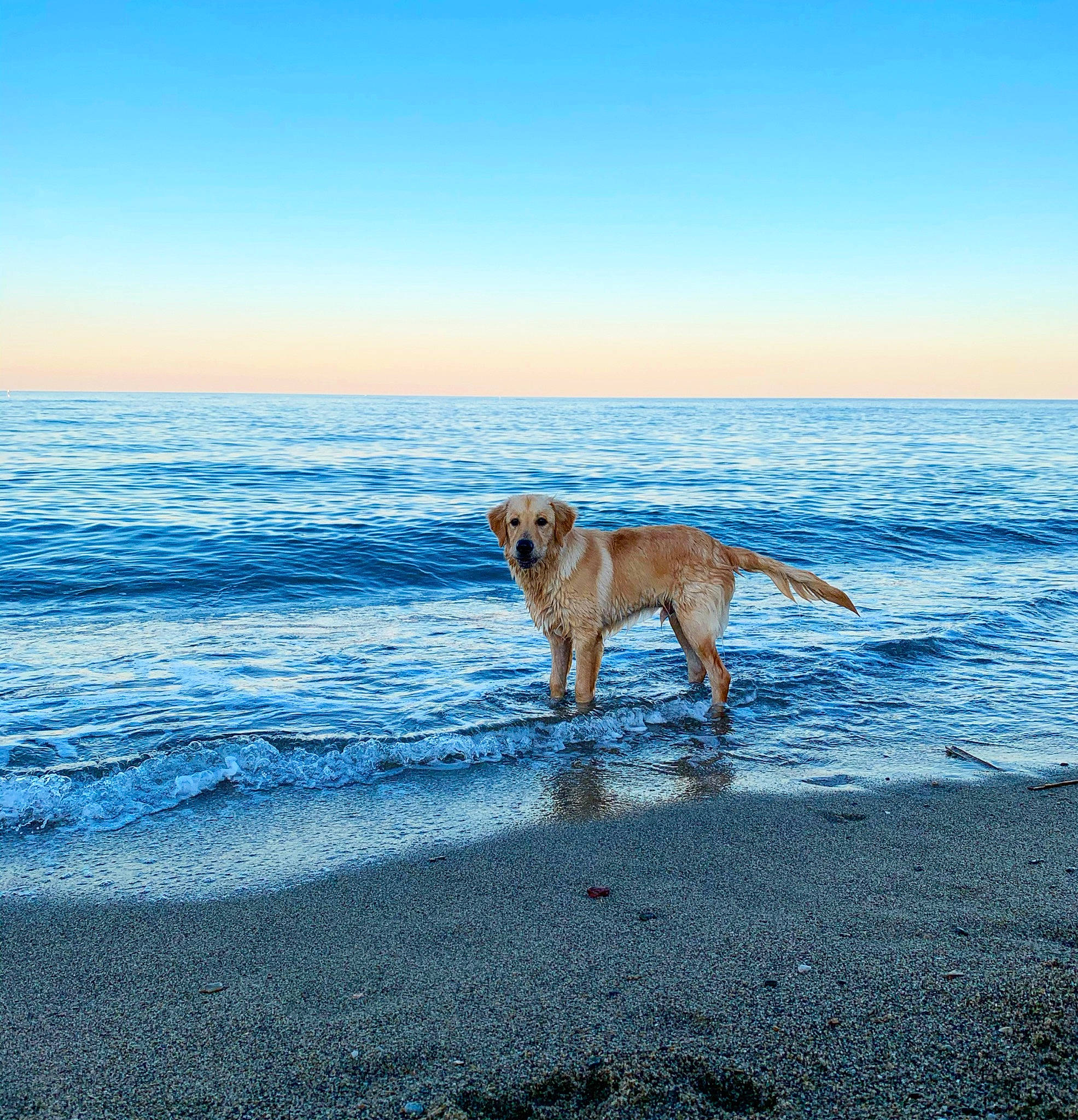 Benji participe au concours pour gagner de l'argent avec cette photo : africanis, beach, broholmer, canidae, carnivore, coast, coastal_and_oceanic_landforms, dog, dog_breed, golden_retriever, horizon, lurcher, ocean, potcake_dog, retriever, sea, sporting_group, vacation, wave, whippet