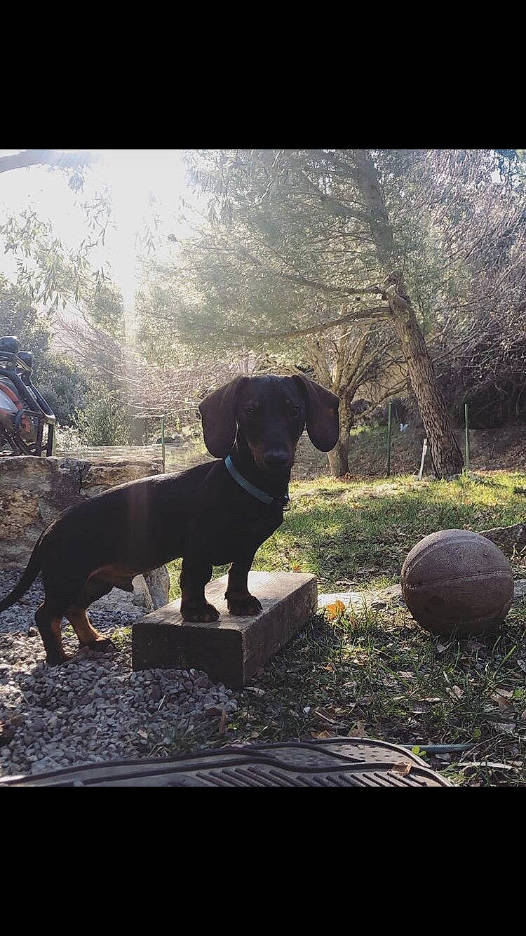 Oakley a rejoint le concours — aidez-le/la à gagner de superbes lots ! canidae, carnivore, companion_dog, dachshund, dog, dog_breed, guard_dog, hunting_dog, labrador_retriever, puppy, sky, sporting_group