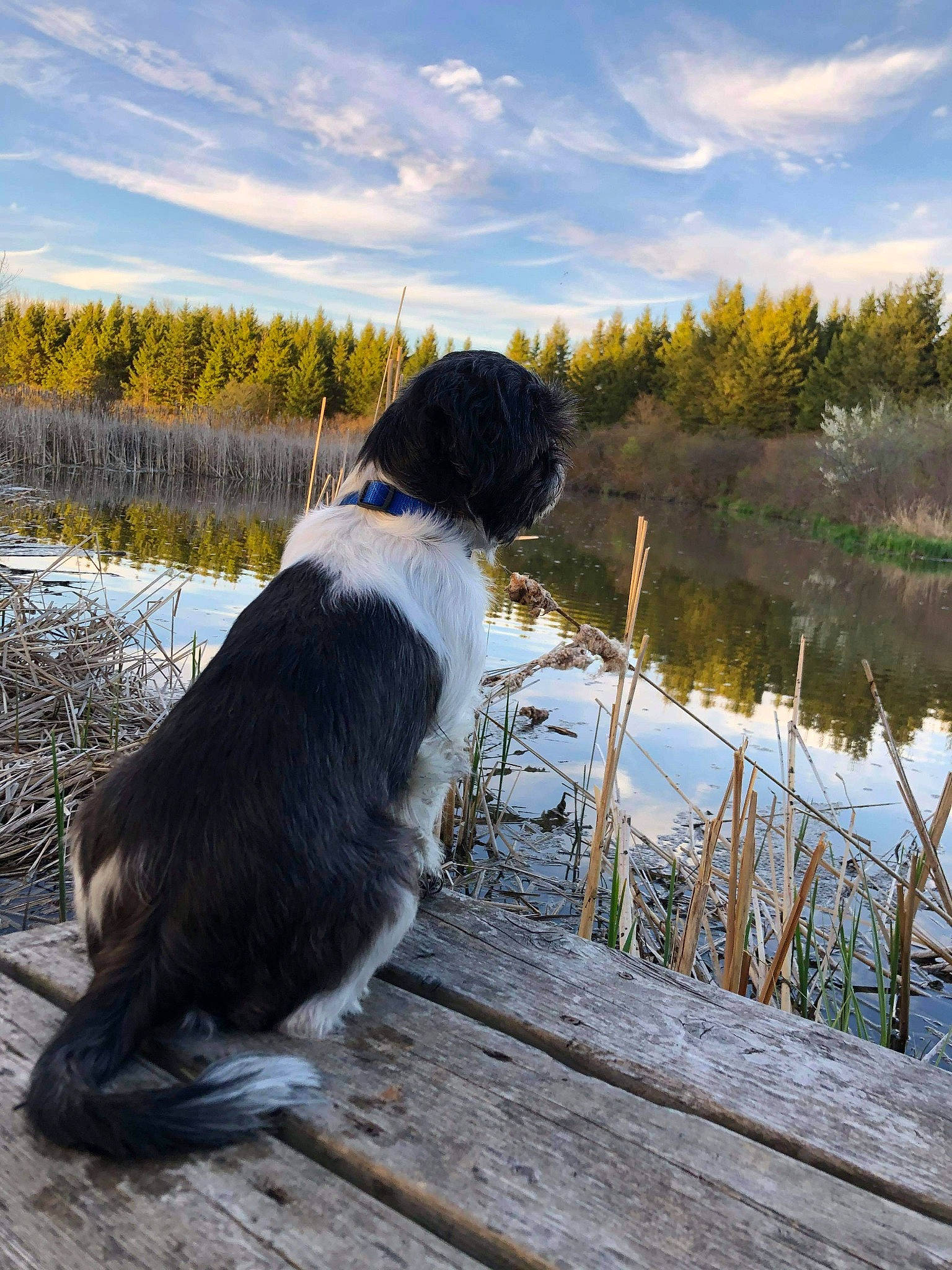 Cookie joined the competition — help win amazing prizes! canidae, carnivore, dog, dog_breed, drentse_patrijshond, english_springer_spaniel, hunting_dog, landseer, large_munsterlander, russian_spaniel, small_munsterlander, spaniel, sporting_group, stabyhoun, tail, tree, wetterhoun, winter