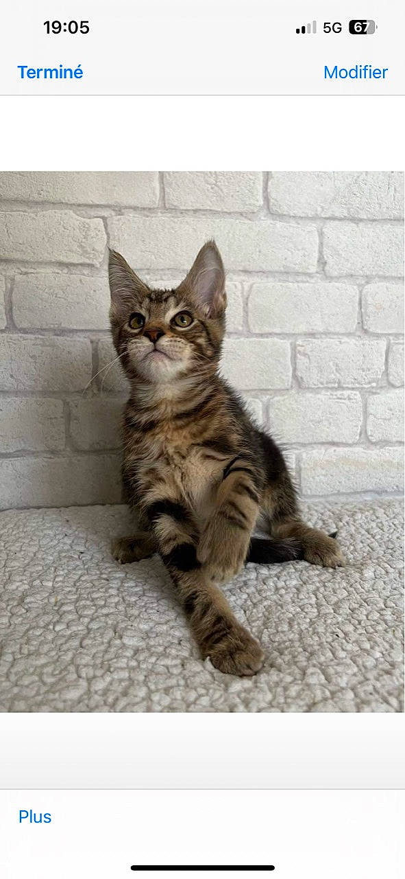 Una participe au concours pour gagner de l'argent avec cette photo : carnivore, cat, claw, domestic_short_haired_cat, felidae, fur, paw, rectangle, small_to_medium_sized_cats, snout, tail, terrestrial_animal, whiskers, wildlife