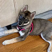 Suki is registered to the contest to win money with this photo: dog, puppy, harness, blue_eye, heterochromia, hardwood_floor, couch, rug, indoor, pet, lying_down, paws, ears, fur, muzzle, collar, looking_at_camera, adorable, playful, home_interior