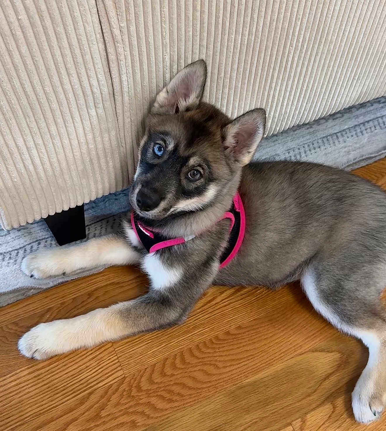 Suki is registered to the contest to win money with this photo: dog, puppy, harness, blue_eye, heterochromia, hardwood_floor, couch, rug, indoor, pet, lying_down, paws, ears, fur, muzzle, collar, looking_at_camera, adorable, playful, home_interior