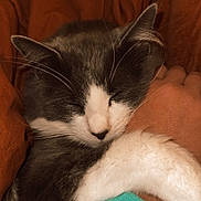 Vinny joined the competition — help win amazing prizes! cat, sleeping, gray_and_white, pet, cozy, blanket, human_arm, snuggling, fur, whiskers, indoor, resting, cute, domestic_animal, warm_colors, close_up, paw, comfort, relaxation, soft_texture