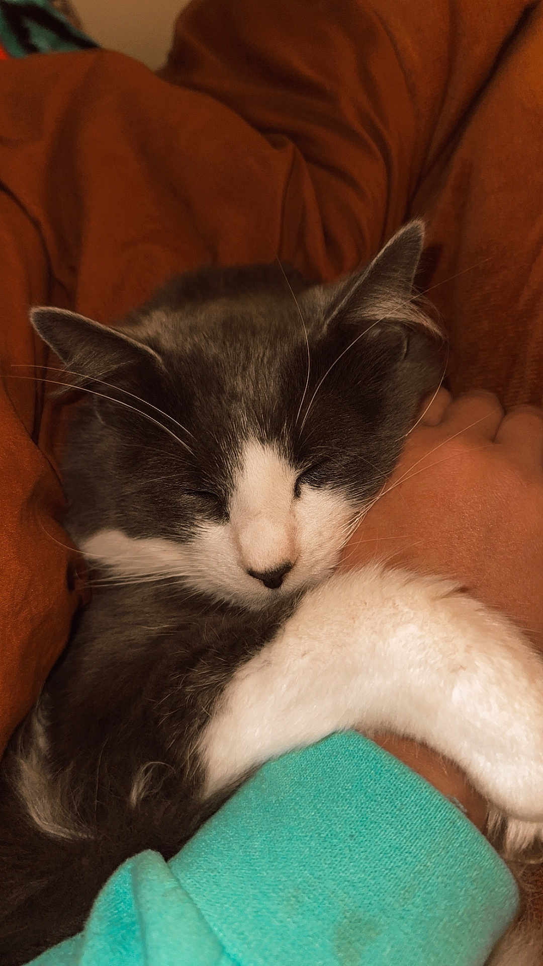 Vinny joined the competition — help win amazing prizes! cat, sleeping, gray_and_white, pet, cozy, blanket, human_arm, snuggling, fur, whiskers, indoor, resting, cute, domestic_animal, warm_colors, close_up, paw, comfort, relaxation, soft_texture