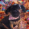 dog, puppy, pet, sitting, bandana, black_and_tan, floppy_ears, face, eyes, nose, fur, autumn, fall, fair, carnival, ferris_wheel, carousel, pumpkin_patch, candy_apples, colorful