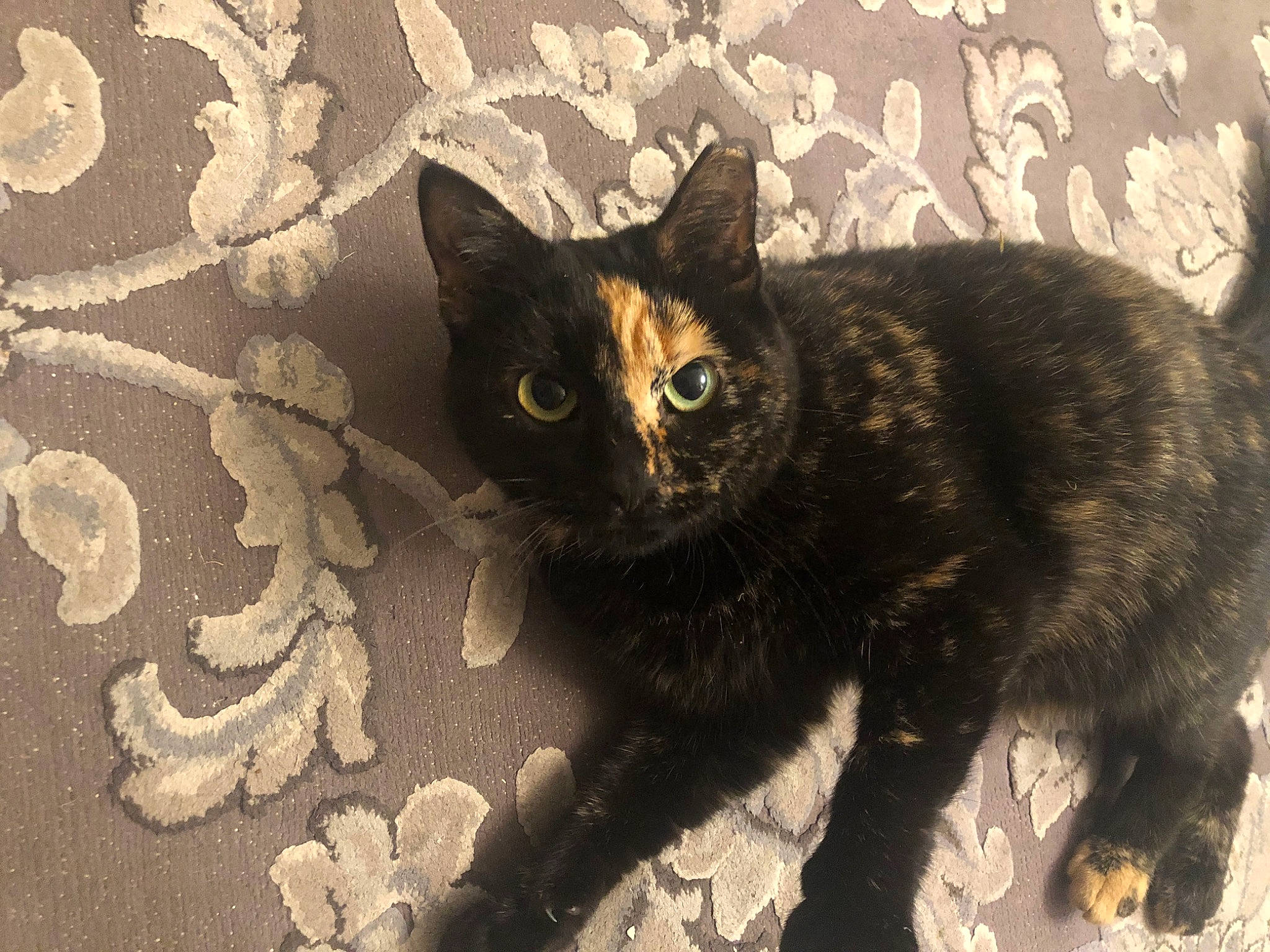 Haunt is registered to the contest to win money with this photo: asian, black_cat, bombay, carnivore, cat, domestic_short_haired_cat, european_shorthair, felidae, fur, german_rex, ojos_azules, small_to_medium_sized_cats, snout, tail, whiskers