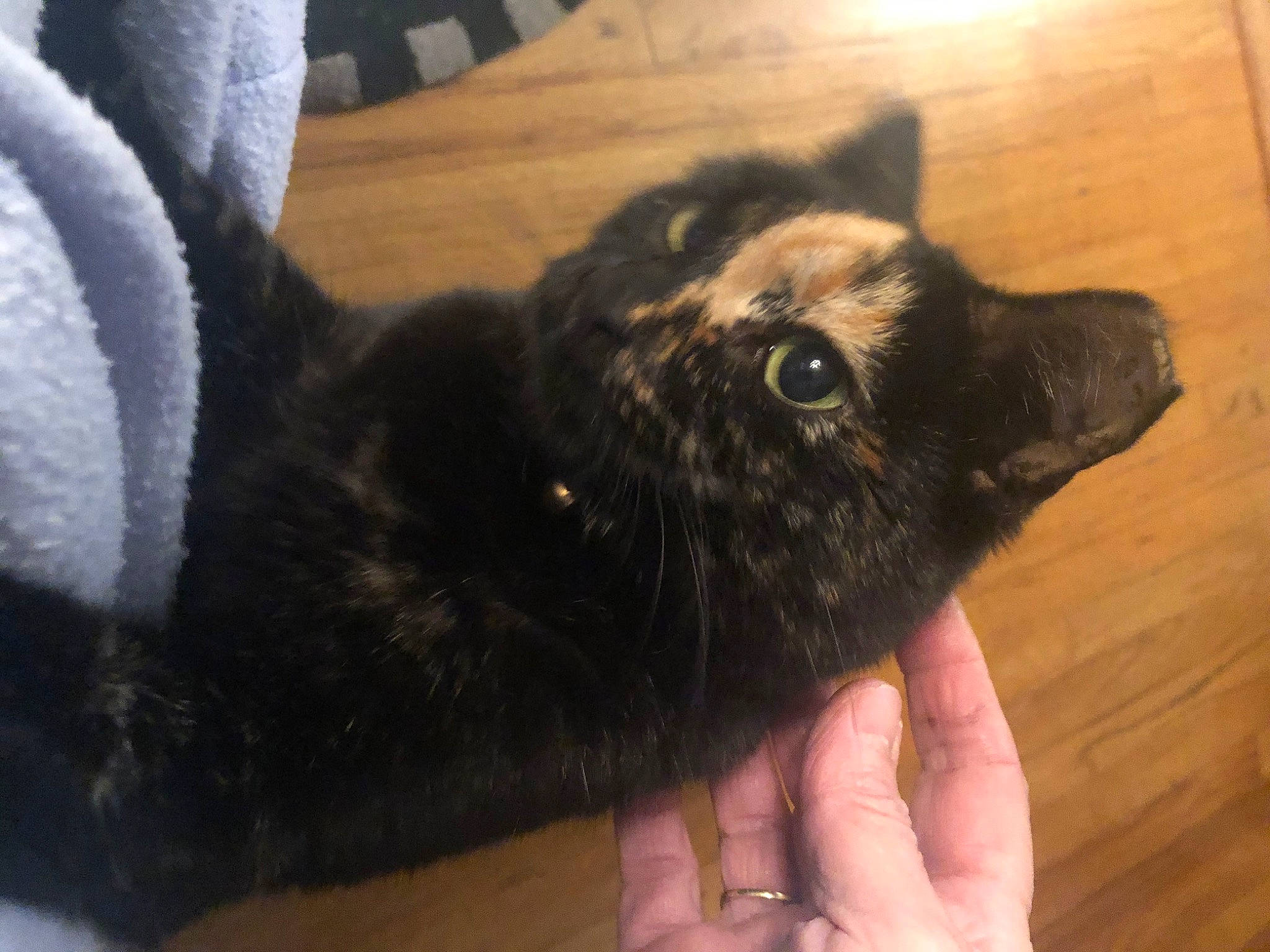 Haunt is registered to the contest to win money with this photo: black, black_cat, bombay, carnivore, cat, domestic_short_haired_cat, felidae, fur, german_rex, hand, small_to_medium_sized_cats, tail, whiskers