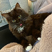 Otto is registered to the contest to win money with this photo: cat, fluffy, black_and_white, yellow_eyes, tongue_out, collar, bell, paws, blanket, soft, cozy, indoor, pet, relaxed, fur, whiskers, closeup, comfort, cute, resting