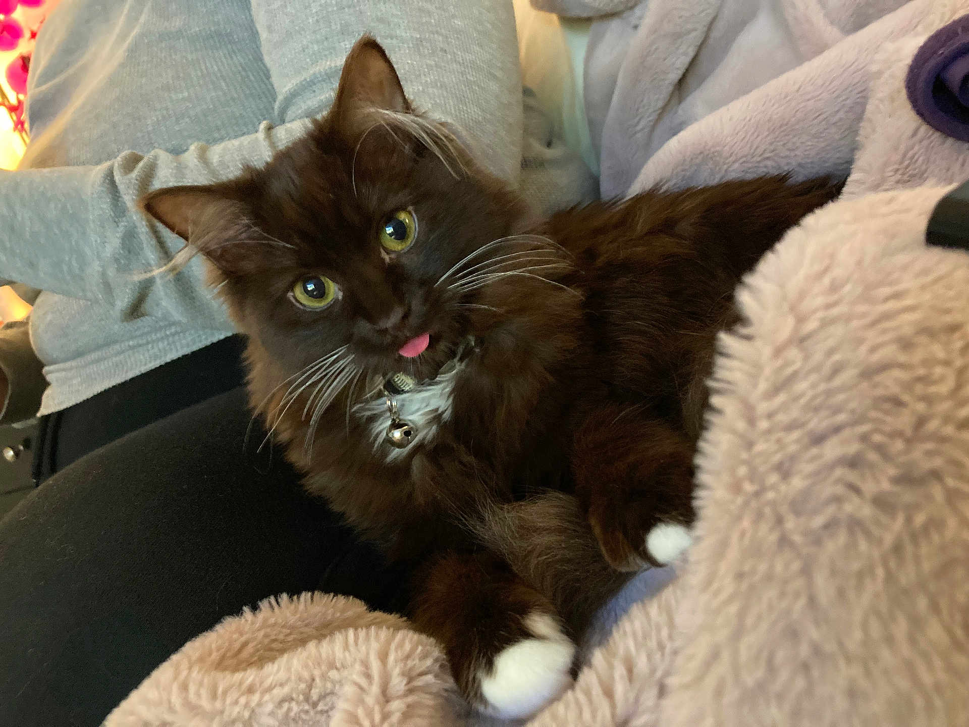 Otto