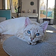 Pearl participe au concours pour gagner de l'argent avec cette photo : cat, blue_eyes, white_cat, pet, indoor, table, mat, living_room, furniture, window, curtains, relaxing, close_up, domestic_animal, house, cozy, daylight, focus, fur, whiskers