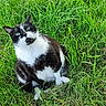 Calinours a rejoint le concours — aidez-le/la à gagner de superbes lots ! cat, black_and_white, grass, outdoor, pet, animal, feline, nature, greenery, curious, sitting, fur, whiskers, ears, eyes, mammal, wildlife, cute, domestic, playful