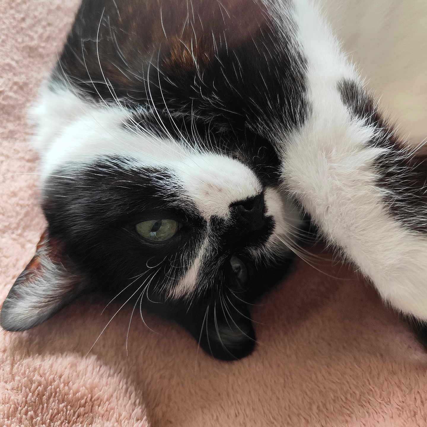 Calinours participe au concours pour gagner de l'argent avec cette photo : cat, black_and_white, feline, pet, whiskers, close_up, relaxing, towel, soft_texture, sleepy, fur, animal, indoors, resting, cute, eye, portrait, domestic, cozy, nap
