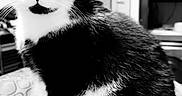 Calinours participe au concours pour gagner de l'argent avec cette photo : cat, black_and_white, indoor, pet, feline, blanket, sitting, close_up, fur, whiskers, eyes, ears, face, home, shelf, books, cozy, pattern, monochrome, portrait
