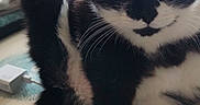 Calinours a rejoint le concours — aidez-le/la à gagner de superbes lots ! animal, black_and_white, black_paw, cat, closeup, cute, domestic_cat, feline, fur, hind_leg, household, indoor, paw, pet, pink_paw, relaxed, stretching, table, upraised_leg, whiskers
