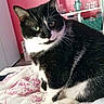 cat, black_and_white, feline, pet, indoor, blanket, pink_wall, shelf, books, decor, green_eyes, fur, cute, animal, cozy, relaxed, home, furniture, curious, sitting