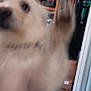 Zander joined the competition — help win amazing prizes! dog, blurry, close_up, indoor, person, furniture, shelf, clothing, room, pet, white_dog, motion_blur, paw, head, background, sitting, household, canine, portrait, furry