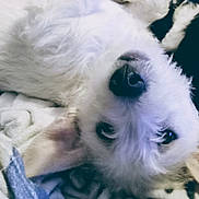 Zander is registered to the contest to win money with this photo: dog, pet, fluffy, close_up, blanket, lying_down, cozy, fur, animal, cute, indoor, relaxed, portrait, white_fur, black_fur, nose, ears, sleepy, domestic_animal, companion