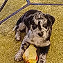puppy, dog, toy, fish_toy, carpet, yellow_carpet, indoor, pet, animal, cute, playful, lying_down, fur, black_and_white, young_dog, paw, looking_at_camera, floor, domestic_animal, pet_toy