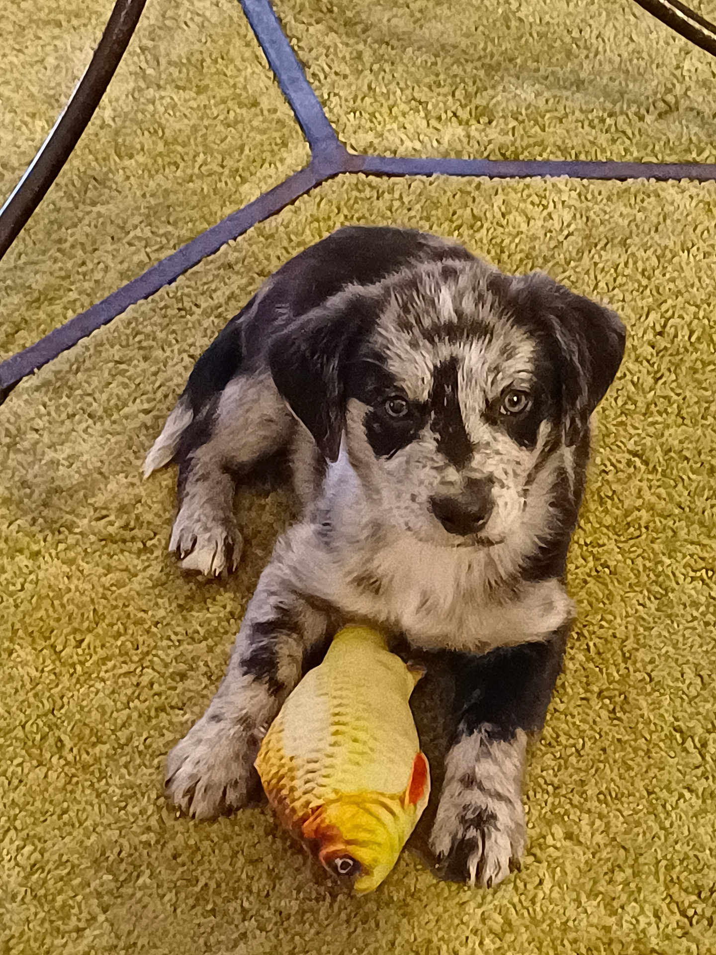 Padmé a rejoint le concours — aidez-le/la à gagner de superbes lots ! puppy, dog, toy, fish_toy, carpet, yellow_carpet, indoor, pet, animal, cute, playful, lying_down, fur, black_and_white, young_dog, paw, looking_at_camera, floor, domestic_animal, pet_toy
