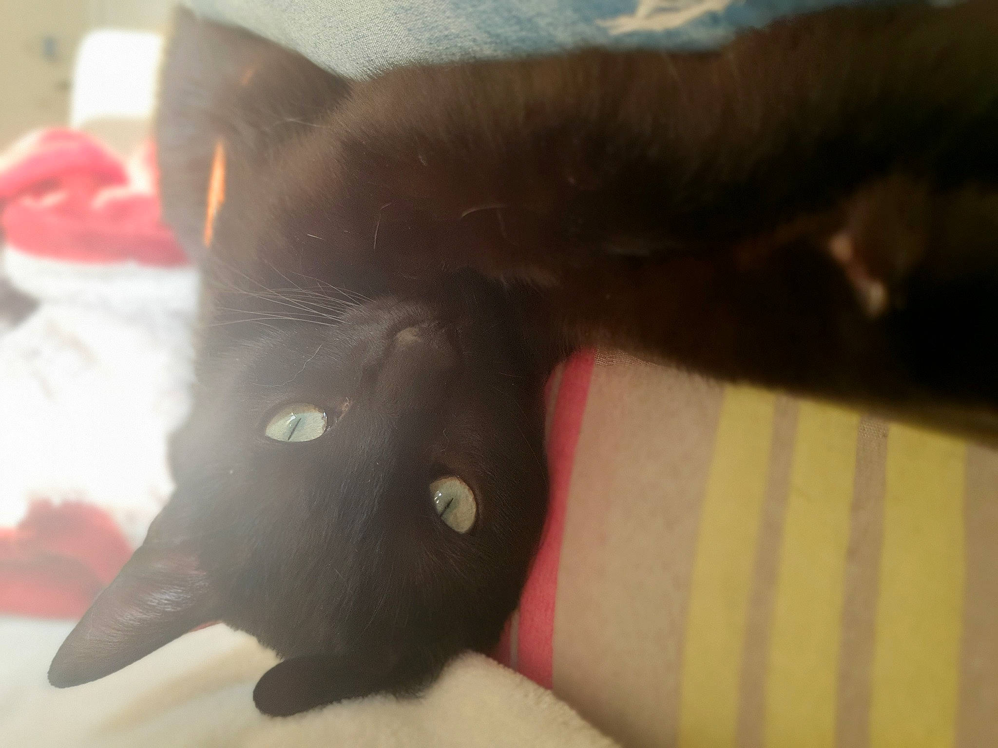 Beerus a rejoint le concours — aidez-le/la à gagner de superbes lots ! black_cat, canidae, carmine, carnivore, cat, claw, comfort, dog_breed, domestic_short_haired_cat, felidae, foot, fur, gesture, human_leg, linens, paw, small_to_medium_sized_cats, tail, toe, whiskers