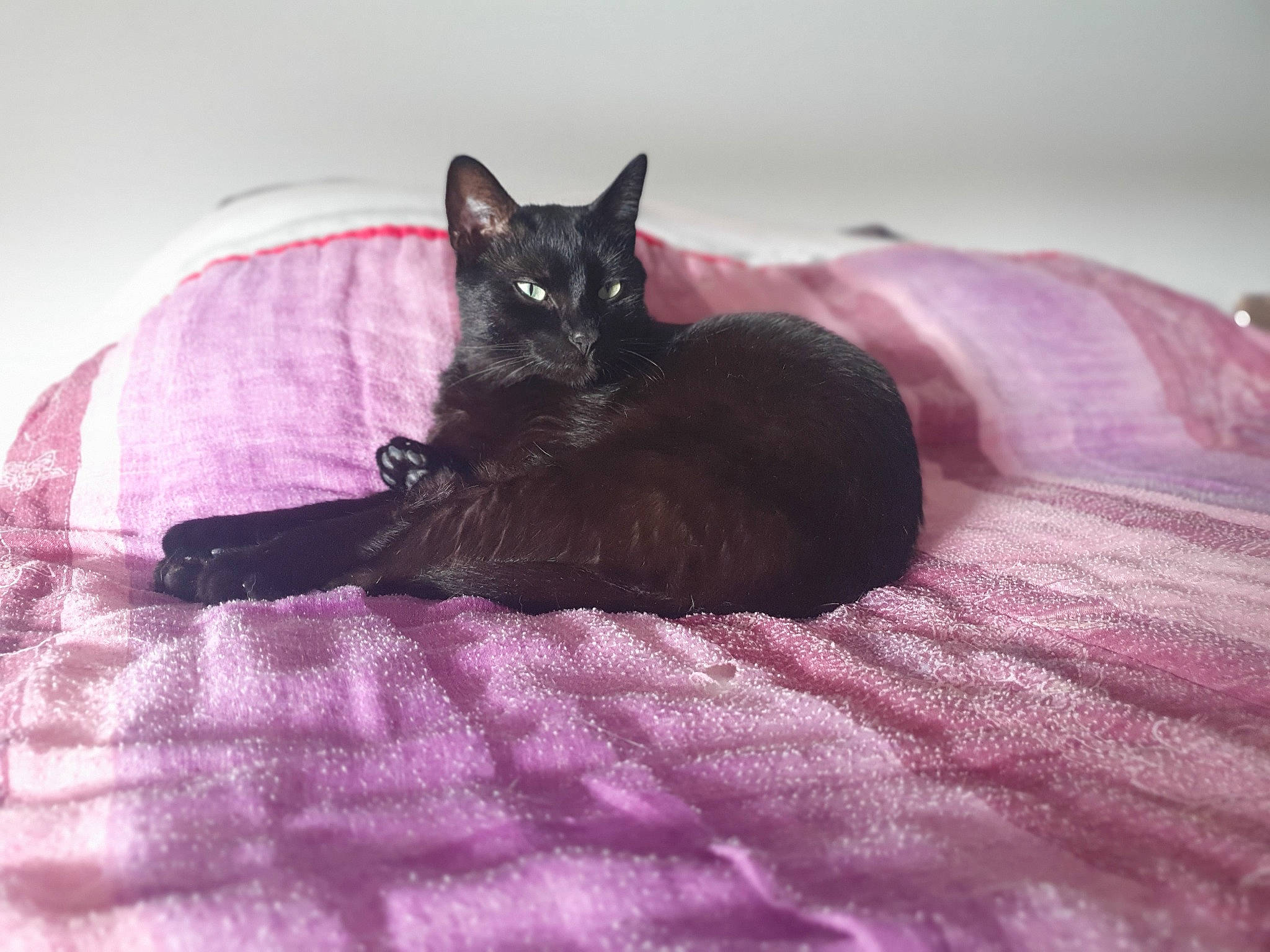 Beerus participe au concours pour gagner de l'argent avec cette photo : bed, black_cat, bombay, carnivore, cat, cat_supply, comfort, domestic_short_haired_cat, felidae, fur, grey, linens, magenta, pattern, purple, sitting, small_to_medium_sized_cats, snout, tail, whiskers