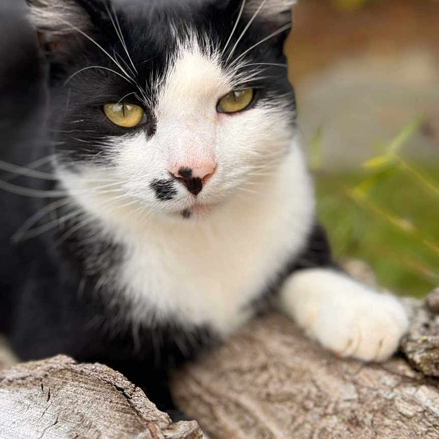 Domino a rejoint le concours — aidez-le/la à gagner de superbes lots ! animal, black_and_white, blurred_background, cat, close_up, eyes, face, feline, fur, greenery, mammal, nature, outdoor, paw, pet, portrait, relaxed, resting, whiskers, wood