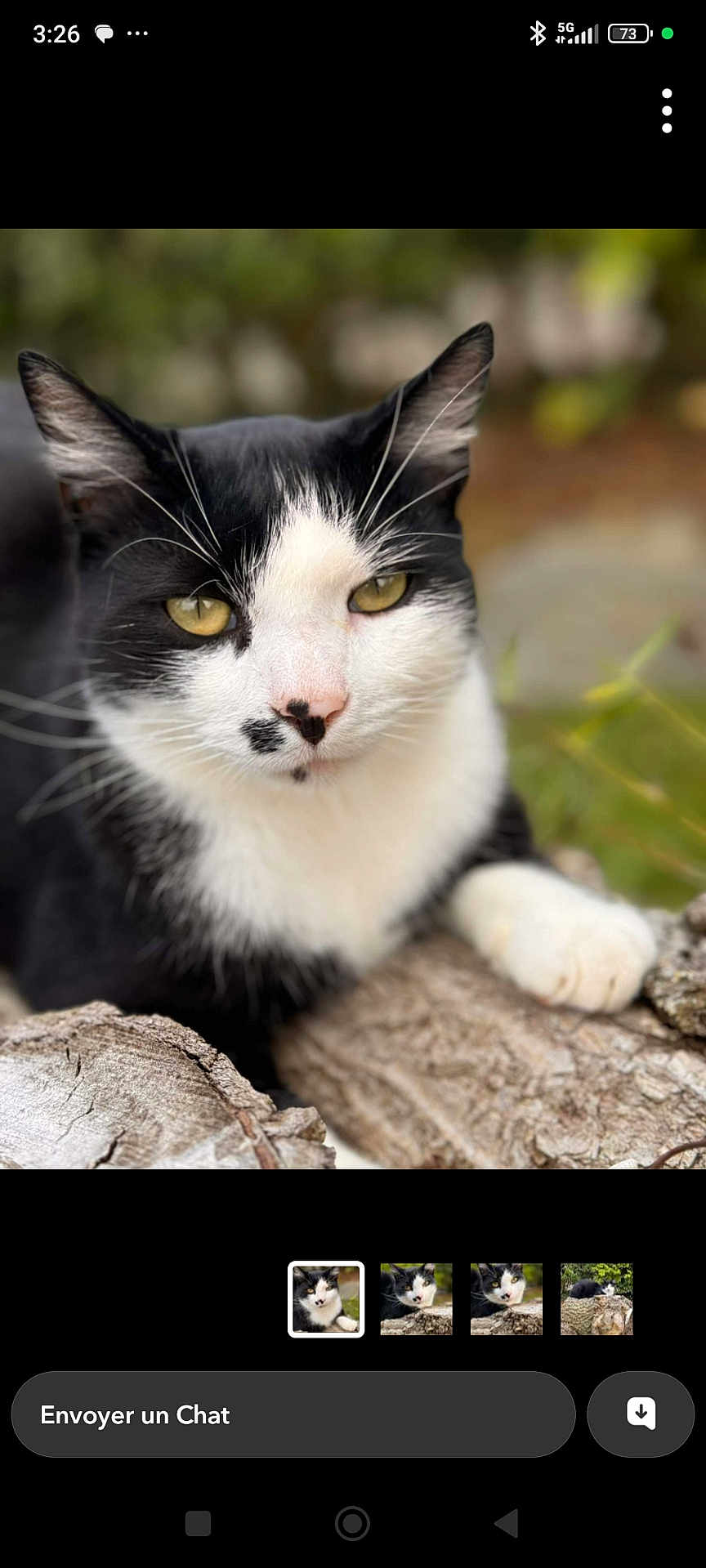 Domino a rejoint le concours — aidez-le/la à gagner de superbes lots ! cat, black_and_white, animal, pet, outdoor, nature, wood, fur, whiskers, eyes, face, paw, close_up, relaxed, mammal, feline, portrait, greenery, blurred_background, resting