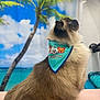 cat, siamese_cat, bandana, indoor, table, fluffy, pet_accessory, tropical_background, palm_tree, blue_sky, clouds, groomed_pet, side_view, animal, domestic_cat, fur, looking_up, decor, soft_texture, cute