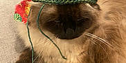 Leo joined the competition — help win amazing prizes! cat, fluffy, crocheted_hat, indoor, couch, plush_toy, brown_fur, relaxed, pet, whiskers, ears, fabric, string, furniture, animal, domestic, close_up, cozy, toy, resting