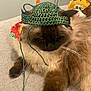 cat, fluffy, crocheted_hat, indoor, couch, plush_toy, brown_fur, relaxed, pet, whiskers, ears, fabric, string, furniture, animal, domestic, close_up, cozy, toy, resting