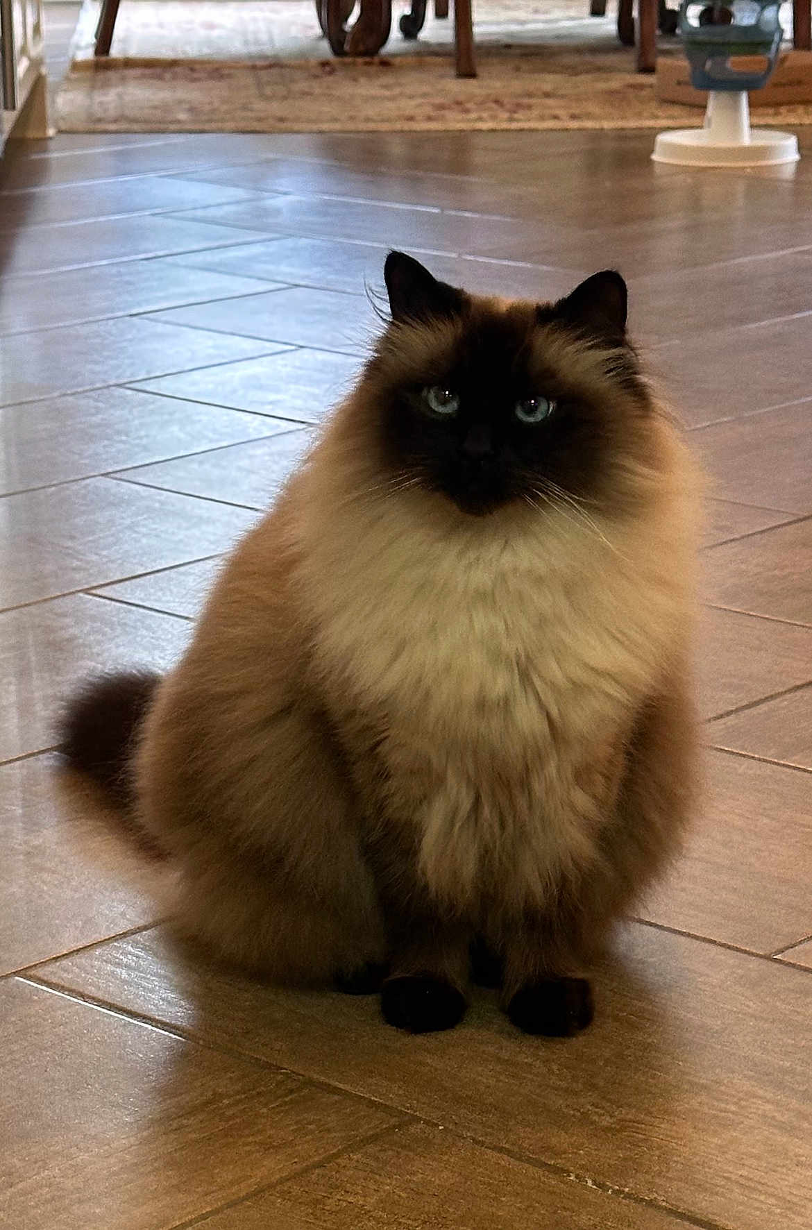 Leo