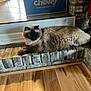 cat, siamese_cat, fluffy, pet, indoor, brick_hearth, wood_flooring, box, chewy, relaxed, feline, animal, home, cozy, resting, tabby, collar, fur, mammal, domestic