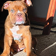 Goombah is registered to the contest to win money with this photo: puppy, dog, brown, carpet, indoor, sunlight, shadow, ears, face, sitting, young, pet, cute, animal, floor, wood, chair, light, expression, portrait