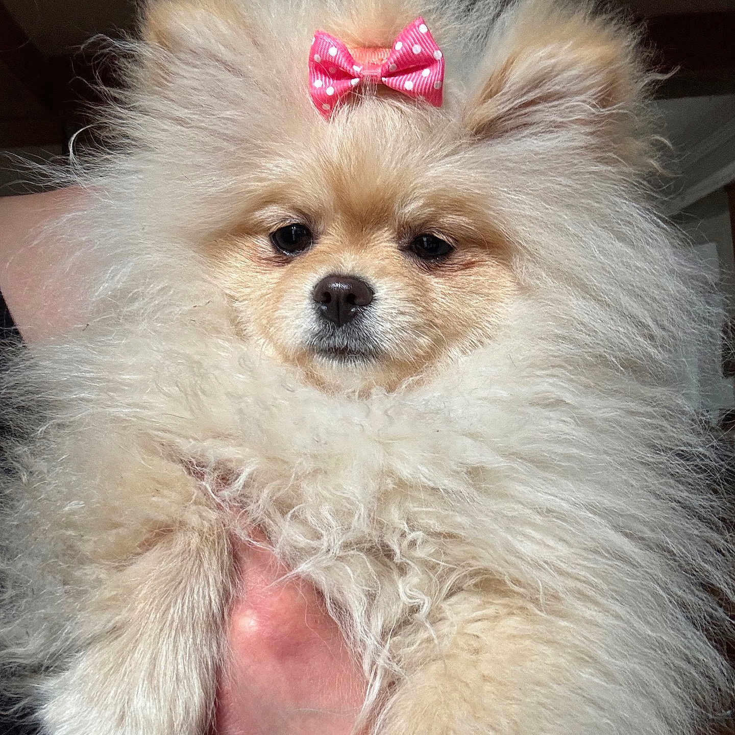 Poochie joined the competition — help win amazing prizes! adorable, animal, bow, canine, cute, dog, domestic_animal, face, fluffy, fur, furry, hand, holding, indoor, mammal, pet, pink_bow, pomeranian, portrait, small_dog