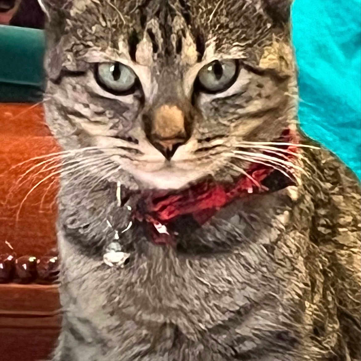 Charlie joined the competition — help win amazing prizes! abyssinian, accessories, animal, blanket, bodypart, cat, couch, cushion, egyptiancat, formalwear, furniture, homedecor, indoors, kitten, manx, mouth, person, pet, teeth, tie