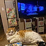 Jax joined the competition — help win amazing prizes! cat, orange_cat, white_cat, fluffy_cat, couch, living_room, tv_screen, blanket_rack, quilt, wood_floor, furniture, indoor, relaxed, pet, animal, television, decor, cozy, household, resting