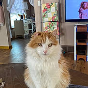 Jax joined the competition — help win amazing prizes! cat, fluffy_cat, orange_and_white, table, wooden_table, indoor, living_room, quilt_rack, television, lamp, curtains, furniture, flooring, decor, window, houseplant, paper, water_bottle, calm, pet