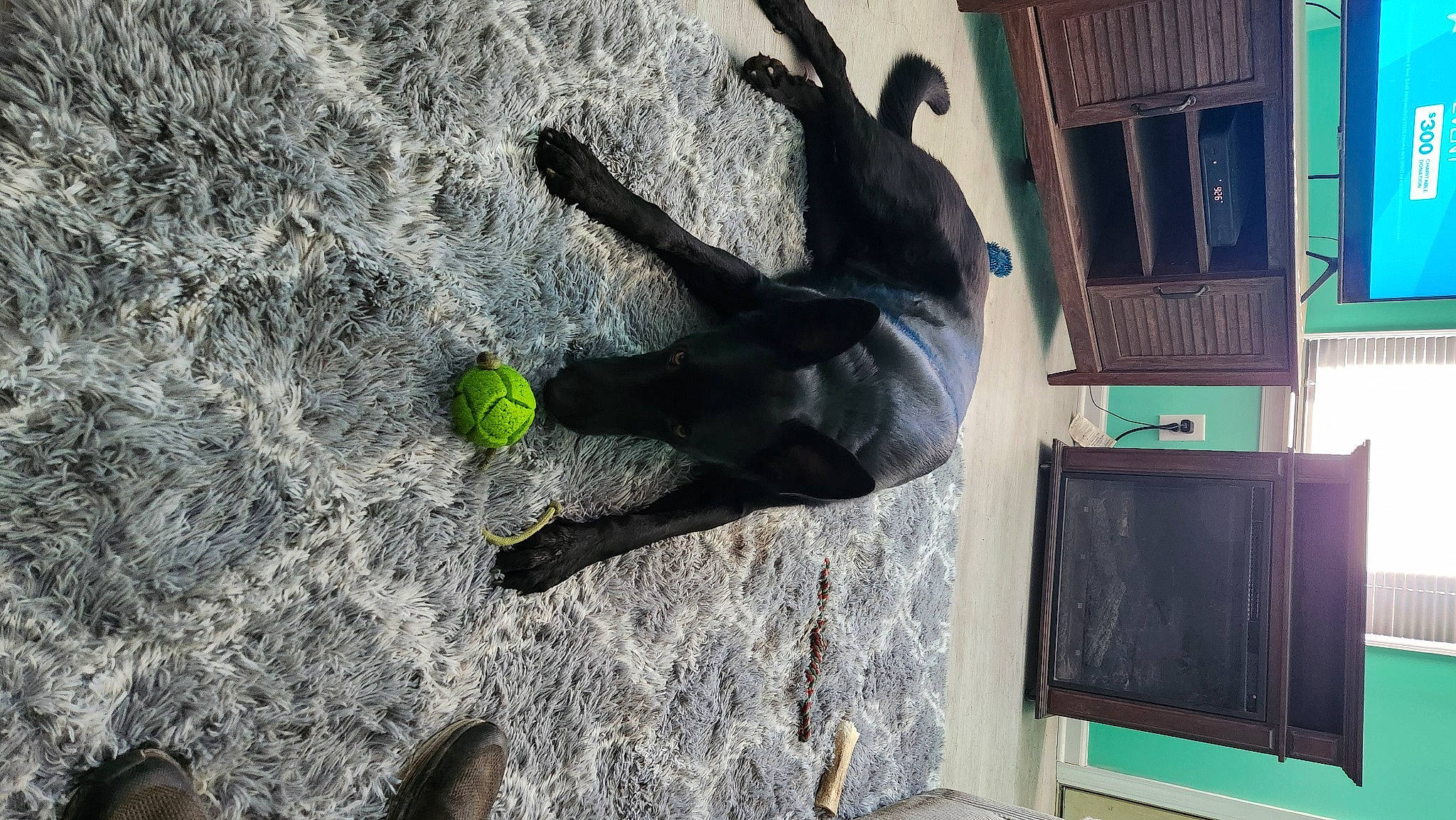 Thor is registered to the contest to win money with this photo: art, asphalt, building, concrete, dog_breed, facade, fun, human_leg, recreation, road_surface, sculpture, shadow, soil, sporting_group, statue, street, tail, tree, visual_arts, window