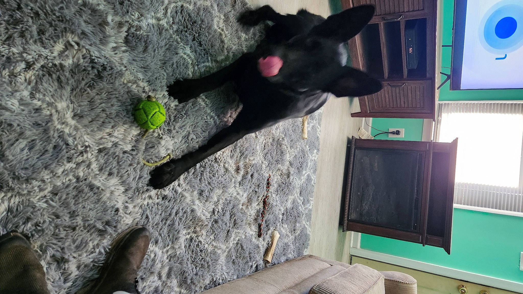 Thor is registered to the contest to win money with this photo: black, black_cat, cat, display_device, dog_breed, domestic_short_haired_cat, felidae, foot, fur, grass, green, plant, road_surface, shadow, small_to_medium_sized_cats, soil, tail, tree, whiskers, wood