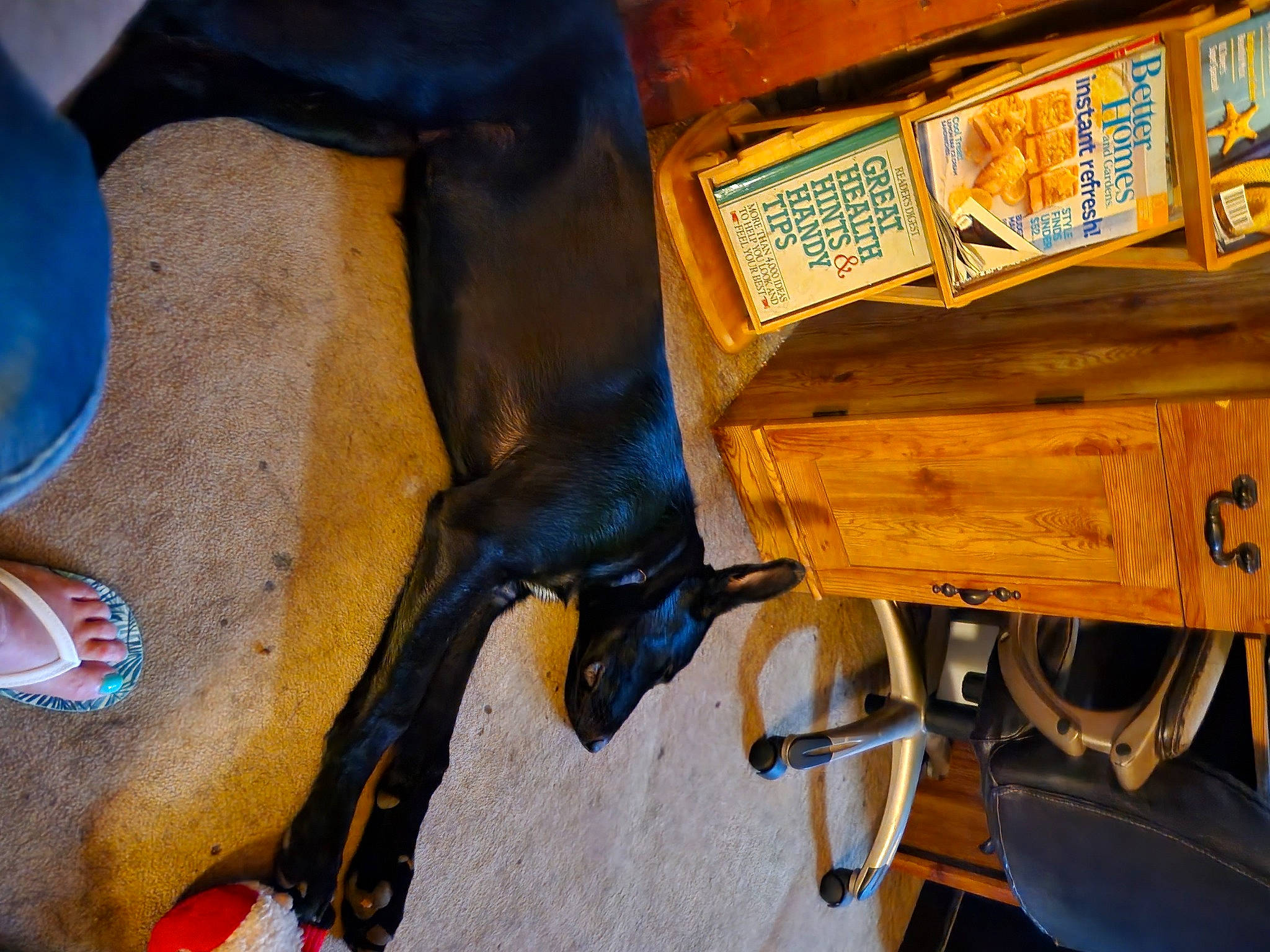 Thor is registered to the contest to win money with this photo: auto_part, automotive_tire, automotive_wheel_system, bovine, carmine, dairy_cow, electric_blue, gas, hardwood, human_leg, landscape, machine, motor_vehicle, paint, personal_protective_equipment, rolling, soil, wheel, wood, working_animal